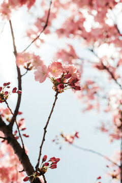 Blossoming tree flowers.