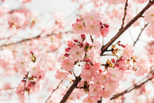 Blossoming tree flowers.