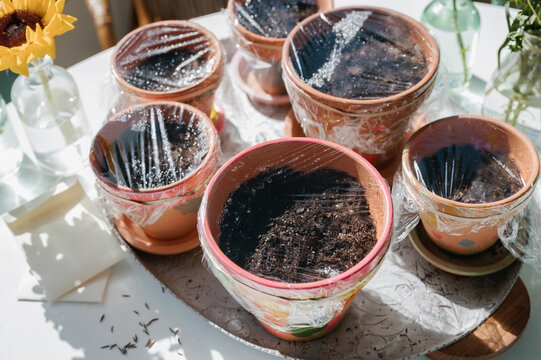 Spring Planting