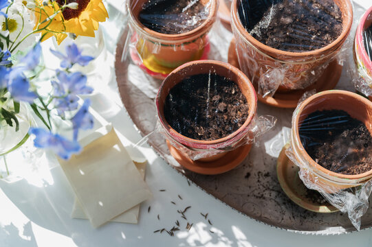 Starting Seedlings