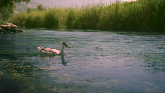 A duck alone is flowing over Azmak River in Akyaka Town in slow motion. Muğla province, Turkey.