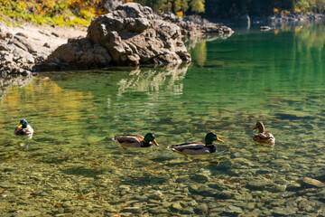  A Mallard duck floating on the water of a lake