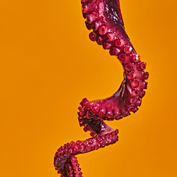 Octopus detail