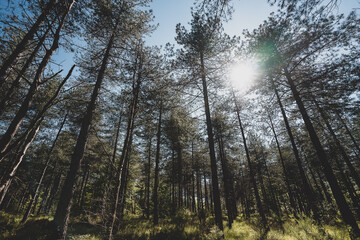 Les grands et hauts arbres de la forêt de Fontainebleau, France. Europe