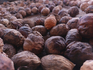 raw betel nut, the benefits of herbal medicine and dye.