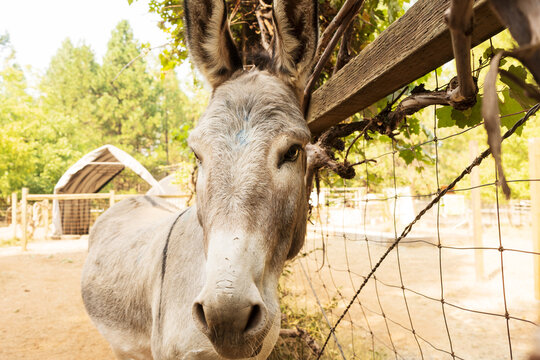 Donkey Farm Animal brown colour at prairie close up head