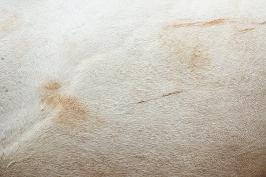 Horse fur close up