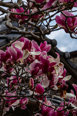 日本家屋と白と紅い花の木