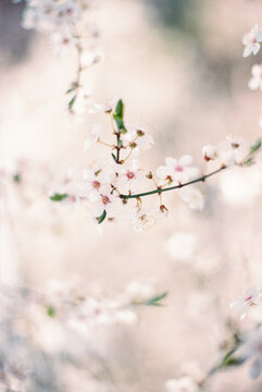blooming tree