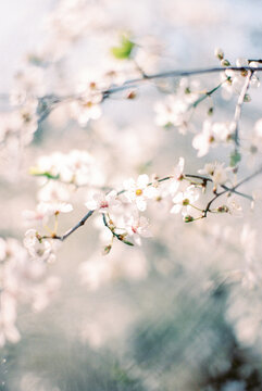 blooming tree