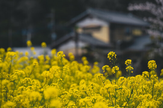 Canola Flowers And Japanese House