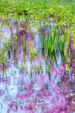 Chiba Colors of Spring