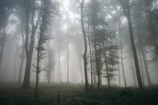 Fototapeta Surreal beautiful forest with fog