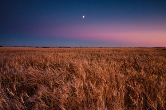 Moon rising over wheat crop.