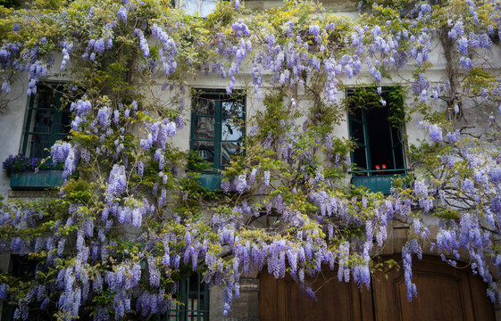 Hanging plants and trees in Paris.