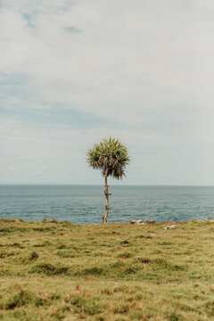 Lone palm tree aside of the Indian Ocean in Indonesia