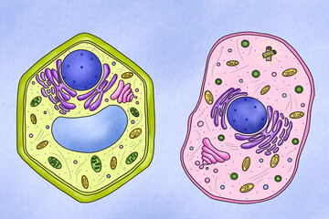 lllustration of the animal and plant cells