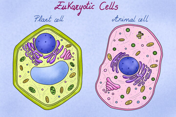 lllustration of the animal and plant cells
