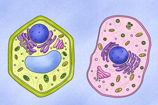 lllustration of the animal and plant cells