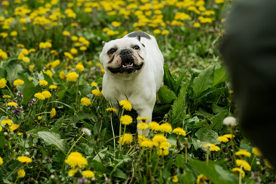 Happy Frenchie