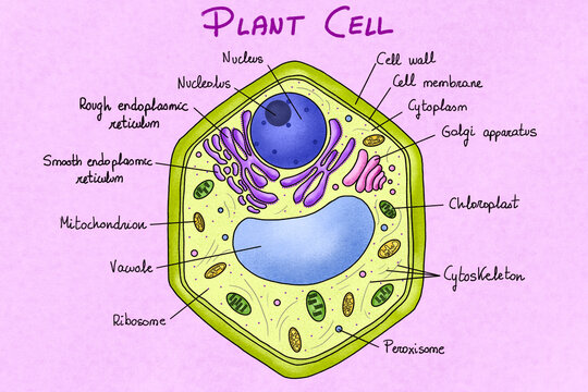 Plant cell anatomy