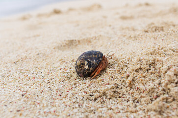 Image of a hermit crab on a beach shown in Panama.