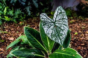 Tropical heart plant