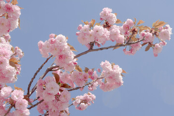 pastel pink cherry tree flower blossom and blue sky