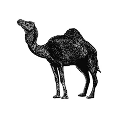 Foto op Plexiglas camel hand drawing vector illustration isolated on  background © tya studio