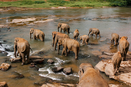 Herd Of Elephants On River - Powered by Adobe