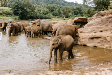 Elephants On River