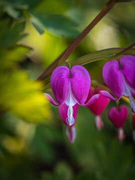bleeding hearts