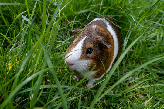 American Short haired guinea pig in long garden grass