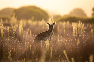 Young Native Australian Kangaroos foraging in the native grasslands on sunset at Wilsons Promontory...