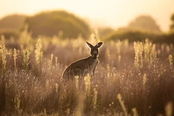 Deurstickers Jonge inheemse Australische kangoeroes foerageren in de inheemse graslanden bij zonsondergang in Wilsons Promontory National Park, Victoria © fieldofvision