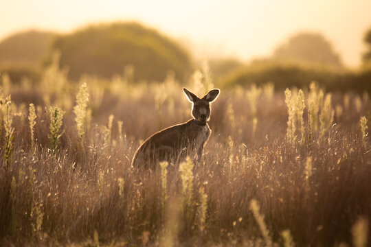 Young Native Australian Kangaroos foraging in the native grasslands on sunset at Wilsons Promontory National Park, Victoria