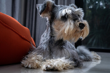 Miniature Schnauzer at home