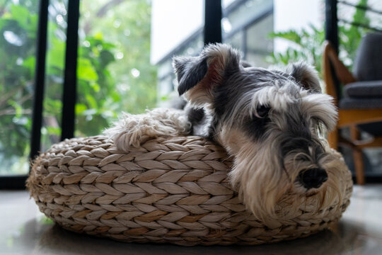 Miniature Schnauzer at home