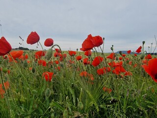 Mohnblumenfeld im Sommer