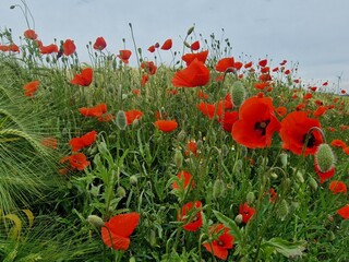 Mohnblumenfeld im Sommer