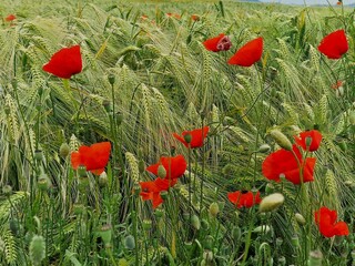 Mohnblumenfeld im Sommer