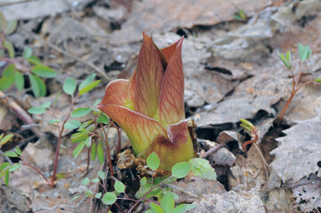 オオウバユリの芽（北海道・旭川市）
