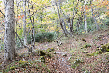 登山道