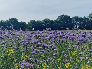 Blumenfeld im Sommer