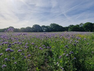 Blumenfeld im Sommer