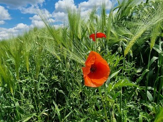 Mohnblumenfeld im Sommer