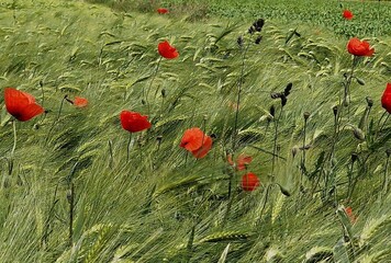 Mohnblumenfeld im Sommer