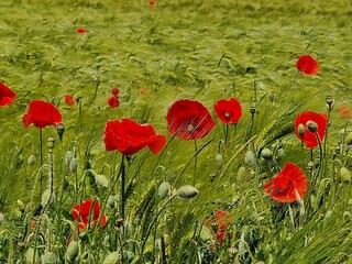 Mohnblumenfeld im Sommer