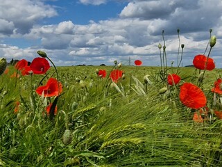 Mohnblumenfeld im Sommer