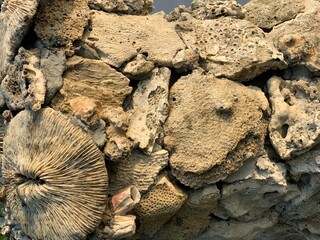 Various types of the coral reefs rock wall background and texture